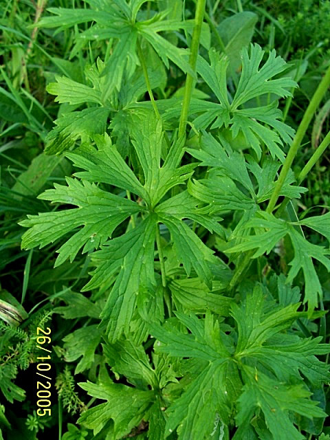 Famiglia RANUNCULACEAE
